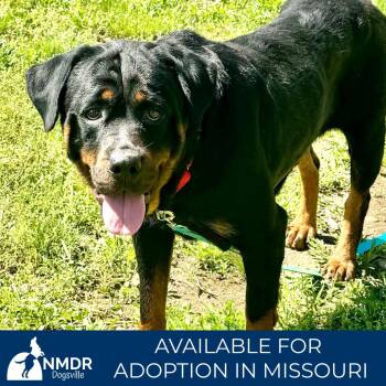 Rottweiler Dogs Available for Adoption in Peyton, Colorado - Sasha (AP26-100) | PetCurious