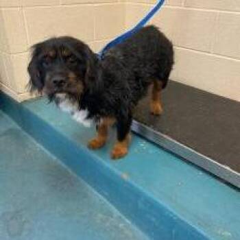 Mixed Breed Dogs Available for Adoption in Memphis, Tennessee - Precious | PetCurious