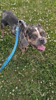 American Bulldog Dogs Available for Adoption in Silver Spring, Maryland - Tommy Shelby | PetCurious