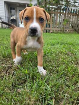 Brisket -  Hound and Pit Bull Terrier Dog for Adoption in Grafton, Massachusetts - Brisket | PetCurious