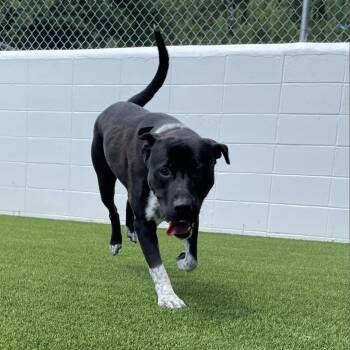 Rescue Labrador Retriever Dogs for Adoption in Loxahatchee Groves, Florida - Rowdy 6809 | PetCurious