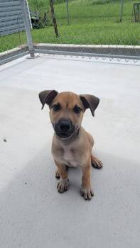Howie -  Mixed Breed Dog for Adoption in Metter, Georgia - Howie | PetCurious