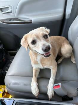 ROSE -  Chihuahua Dog for Adoption in Pemberton Township, New Jersey - ROSE | PetCurious