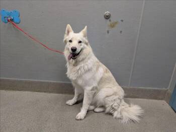 JUSTICE -  German Shepherd Dog Dog for Adoption in Las Vegas, Nevada - JUSTICE | PetCurious