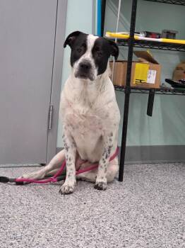Maisy -  Terrier Dog for Adoption in Athens, Tennessee - Maisy | PetCurious