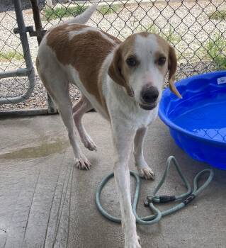 Dolly -  Treeing Walker Coonhound Dog for Adoption in Manning, South Carolina - Dolly | PetCurious