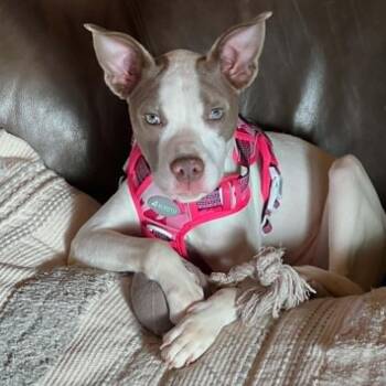 Mixed Breed Dogs Available for Adoption in Hilton, New York - Sparrow | PetCurious