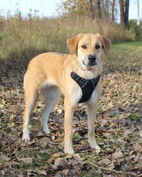 Rescue Golden Retriever and Great Pyrenees Dogs for Adoption in Savage, Minnesota - Dillyn Mae | PetCurious