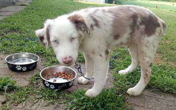 Gerault Puppy -  Australian Shepherd Dog for Adoption in Cuyahoga Falls, Ohio - Gerault Puppy | PetCurious