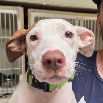 Filbert -  Terrier Dog for Adoption in Dallas, Texas - Filbert | PetCurious