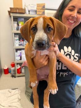 Jamie -  Shepherd and Hound Dog for Adoption in Phoenix, Arizona - Jamie | PetCurious