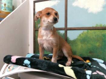 ARYA -  Chihuahua and Mixed Breed Dog for Adoption in Houston, Texas - ARYA | PetCurious