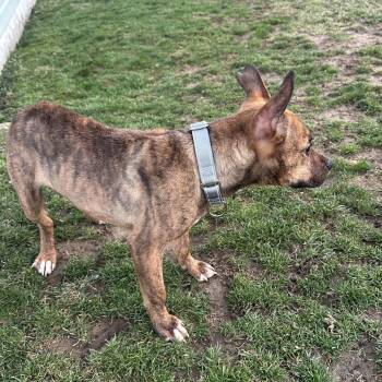 Mixed Breed Dogs Available for Adoption - Hosea | PetCurious