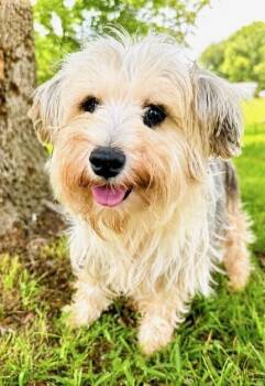 Summer -  Yorkshire Terrier and Poodle Dog for Adoption in Washington, District Of Columbia - Summer | PetCurious