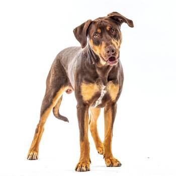 Bronx -  Doberman Pinscher and Mixed Breed Dog for Adoption in Reno, Nevada - Bronx | PetCurious