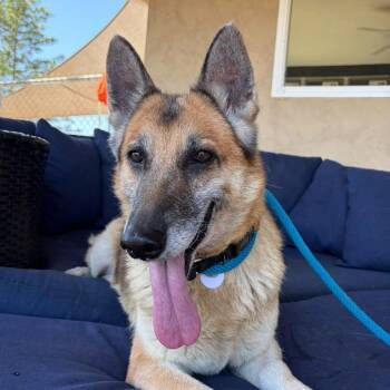 Lola Irwin -  German Shepherd Dog Dog for Adoption in Ramona, California - Lola Irwin | PetCurious