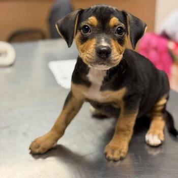 Pebbles -  Mixed Breed Dog for Adoption in Buffalo, Minnesota - Pebbles | PetCurious