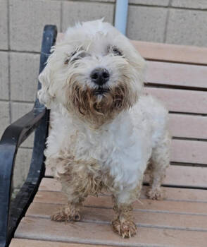 Rescue Maltese and Poodle Dogs for Adoption in Warren, Michigan - Gertie | PetCurious