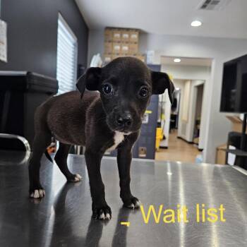 Chilie -  Black Labrador Retriever and Mixed Breed Dog for Adoption in Livingston, Texas - Chilie | PetCurious