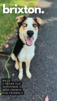 Rescue Australian Shepherd and Mixed Breed Dogs for Adoption in Ashland, Kentucky - Brixton | PetCurious