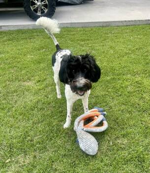 Labradoodle and Standard Poodle Dogs Available for Adoption in Madisonville, Louisiana - NOLA | PetCurious