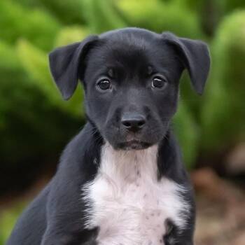 Galaxy Pup - Supernova -  Shepherd and Golden Retriever Dog for Adoption in San Diego, California - Galaxy Pup - Supernova | PetCurious