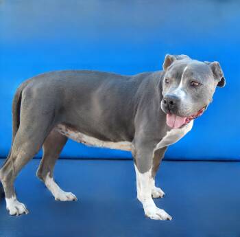 Pit Bull Terrier Dogs Available for Adoption in Pasadena, California - AVA | PetCurious