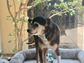 Tony Hawk -  Chihuahua Dog for Adoption in Fort Worth, Texas - Tony Hawk | PetCurious