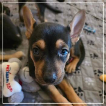 Empanada -  Shepherd and Mixed Breed Dog for Adoption in Chandler, Arizona - Empanada | PetCurious