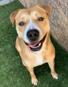 Yellow Labrador Retriever and Pit Bull Terrier Dogs Available for Adoption in San Marcos, California - Urgent FOSTER Or ADOPTER Needed For FELICITY | PetCurious