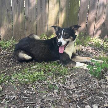 Australian Cattle Dog Blue Heeler Dogs Available for Adoption in Corsicana, Texas - Thomas Jefferson D46352 | PetCurious