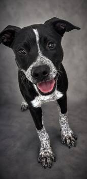 Glitzy -  Pit Bull Terrier and Australian Cattle Dog Blue Heeler Dog for Adoption in Beavercreek, Oregon - Glitzy | PetCurious