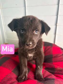 Australian Cattle Dog Blue Heeler Dogs Available for Adoption in Littleton, Colorado - Mia | PetCurious