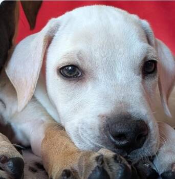 Mastiff and Shepherd Dogs Available for Adoption in Plainfield, Illinois - Ezra In Foster Care | PetCurious