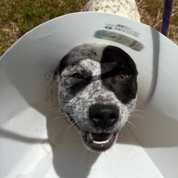Duece -  Australian Cattle Dog Blue Heeler and Mixed Breed Dog for Adoption in Morganton, North Carolina - Duece | PetCurious