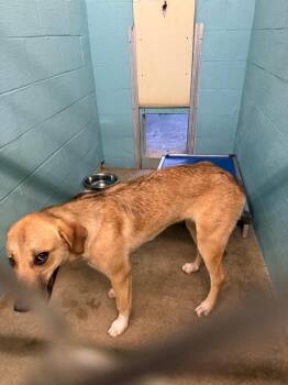 Hope -  German Shepherd Dog and Labrador Retriever Dog for Adoption in Lafayette, Tennessee - Hope | PetCurious