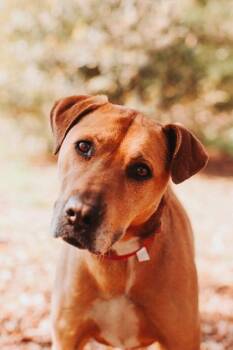 Hound and Mixed Breed Dogs Available for Adoption in North Charleston, South Carolina - 91950a Patty | PetCurious