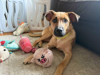 Rhaenyra -  Labrador Retriever Dog for Adoption in Pembroke, Massachusetts - Rhaenyra | PetCurious