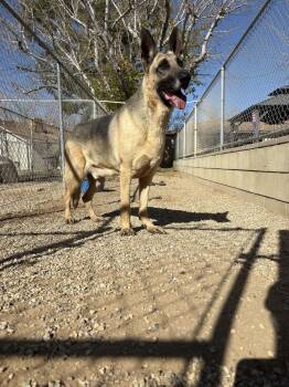 German Shepherd Dog Dogs Available for Adoption - Oliver | PetCurious