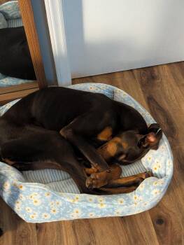 Beanie -  Doberman Pinscher Dog for Adoption in Matthews, North Carolina - Beanie | PetCurious