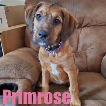 Bernadoodle and Boxer Dogs Available for Adoption - Primrose | PetCurious