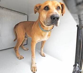 German Shepherd Dog and Staffordshire Bull Terrier Dogs Available for Adoption in Houston, Texas - A655027 | PetCurious