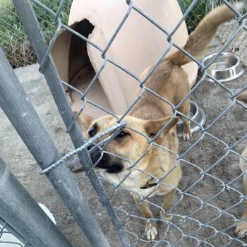 Mixed Breed Dogs Available for Adoption in Tacoma, Washington - Lorelai | PetCurious