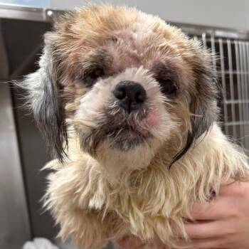 Shih Tzu Dogs Available for Adoption in Los Angeles, California - Martha A2274942 | PetCurious