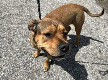 American Bulldog Dogs Available for Adoption in Ocala, Florida - JURY | PetCurious