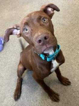 Cliff -  Pit Bull Terrier Dog for Adoption in Cleveland, Ohio - Cliff | PetCurious