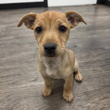 Willow Nightingale -  Chihuahua Dog for Adoption in Redmond, Washington - Willow Nightingale | PetCurious