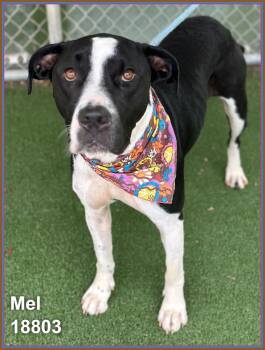 Pit Bull Terrier and American Staffordshire Terrier Dogs Available for Adoption in Marietta, Georgia - MEL | PetCurious