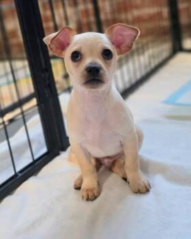 Chihuahua Dogs Available for Adoption - Chard | PetCurious