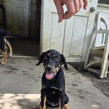 Lucky -  Coonhound Dog for Adoption in Muncie, Indiana - Lucky | PetCurious